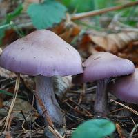 Autumn Foraging in Banstead with wild food uk