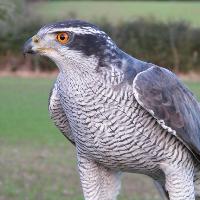 Birds of Prey