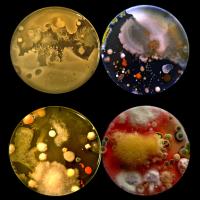 ASCUS Lab Open Sessions