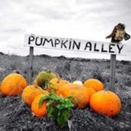 Pumpkin Alley Pick Your Own