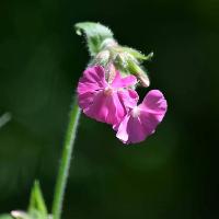 Guided Walk: Summer Flowers at Brockholes Nature Reserve