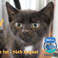 RSPCA Virtual Cat Show