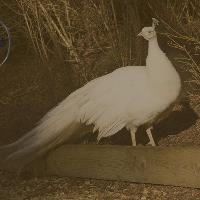 Murder Mystery – The Mystery of The Missing Egg at The House At Shuttleworth