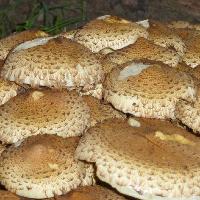 Fungal Foray
