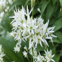 Ledbury Spring Foraging Courses at Eastnor Castle Deer Park